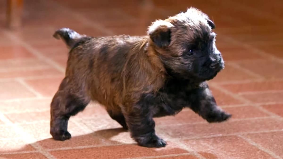 Muddy Puppies: Pint-Sized | Too Cute!