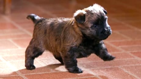 Mighty Mountain Puppies Too Cute