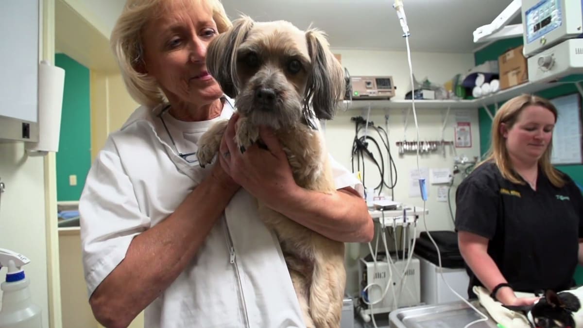 Taking Flight Dr. Dee Alaska Vet