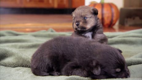 Fluffy Puppy Party Too Cute