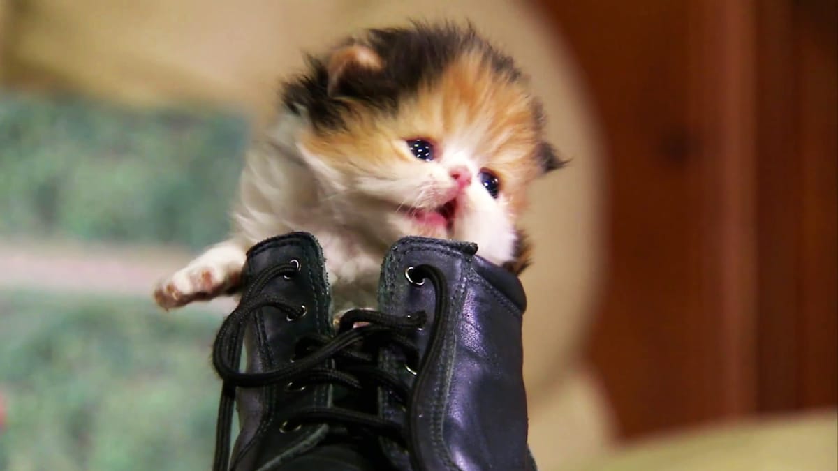 Fluffiest Kittens | Too Cute!
