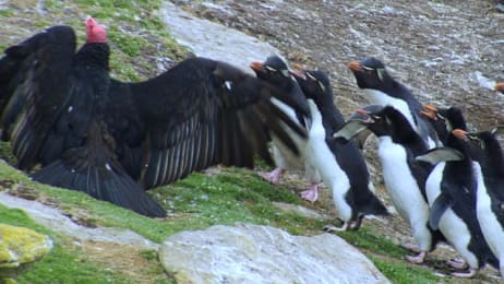 Penguins: Waddle All the Way | Watch Full Episodes & More! - Discovery