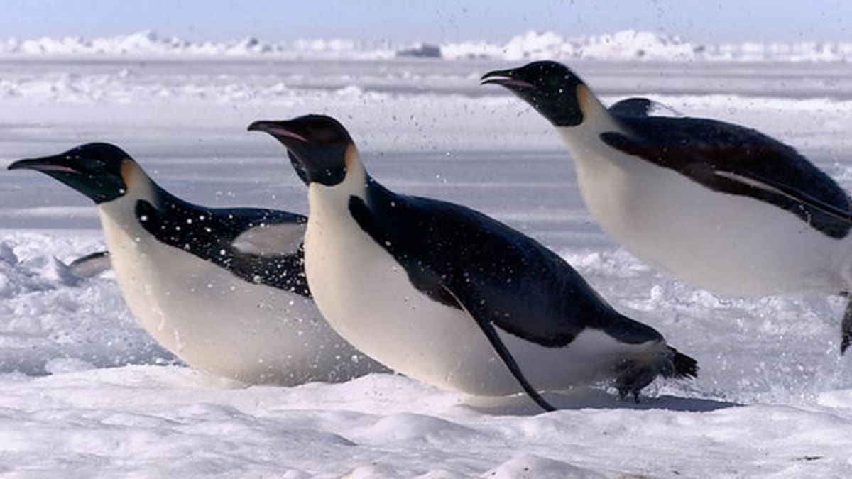 Penguins Launch Like Rockets Frozen Planet