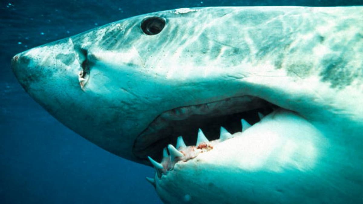 Can Sharks See Red? - MythBusters | Discovery