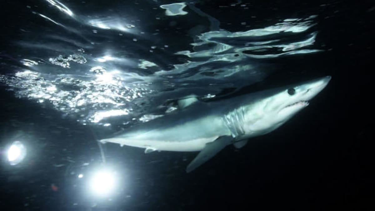 Divers Get Up Close With a Grander Mako Shark Week Discovery