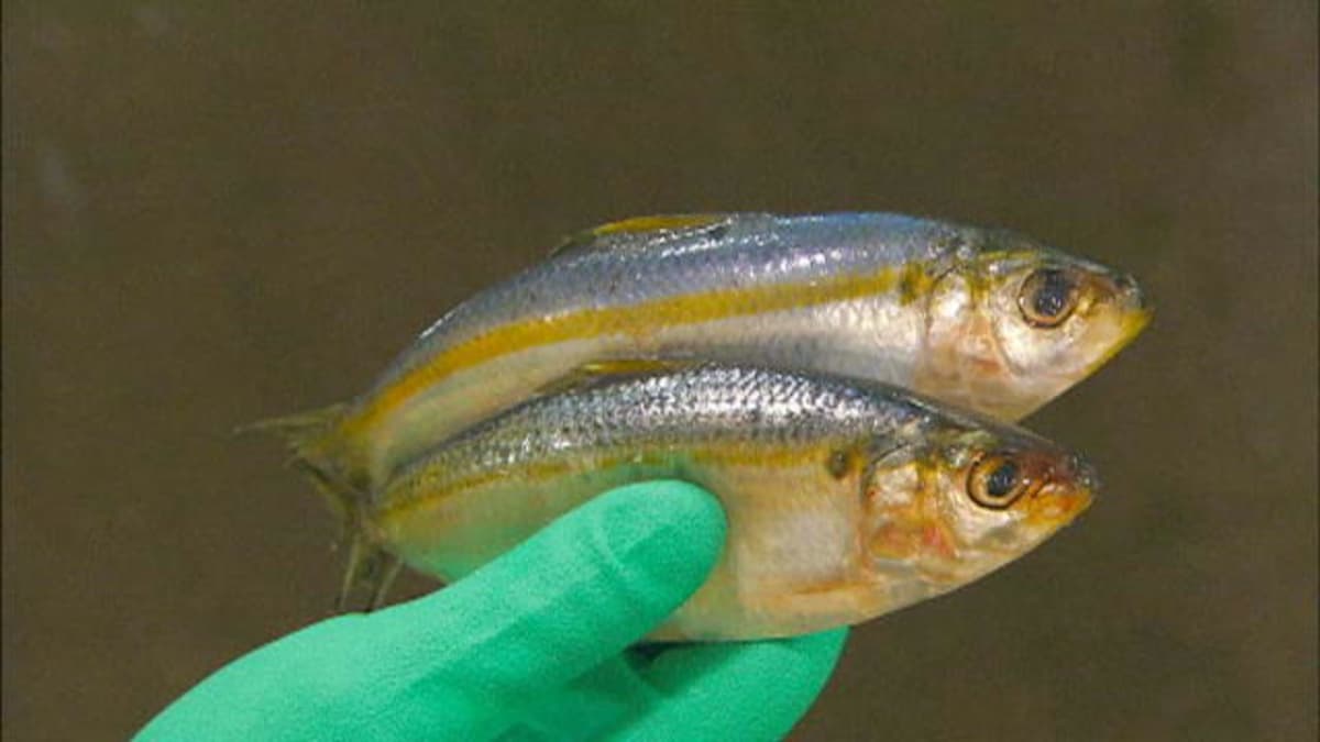 Sardines How It's Made Science