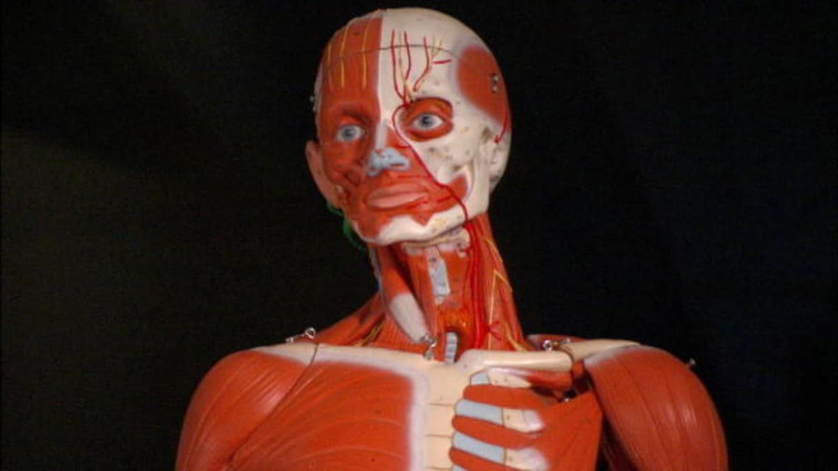 art manikins and anatomical models