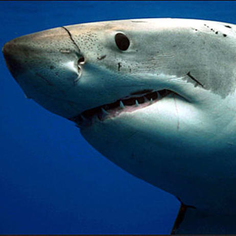 - Shark Week Cast | Discovery