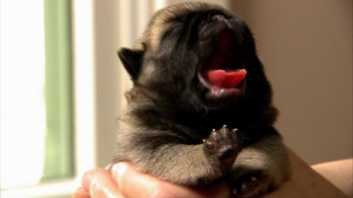Bathtime for Baby Pugs - Too Cute! | Animal Planet