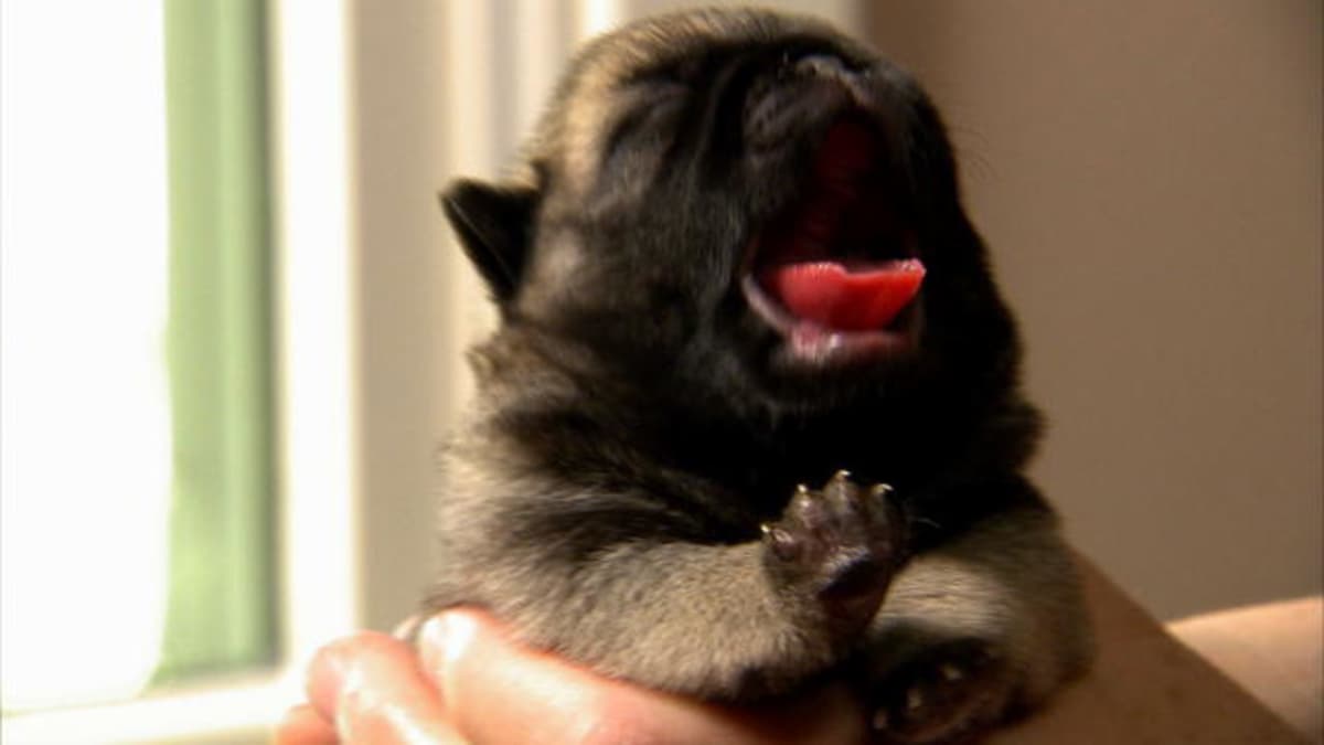 Bathtime For Baby Pugs Too Cute