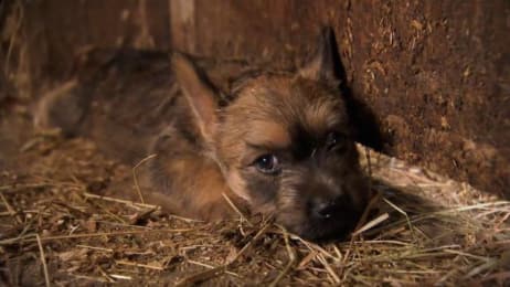 Cairn Terriers Too Cute Animal Planet