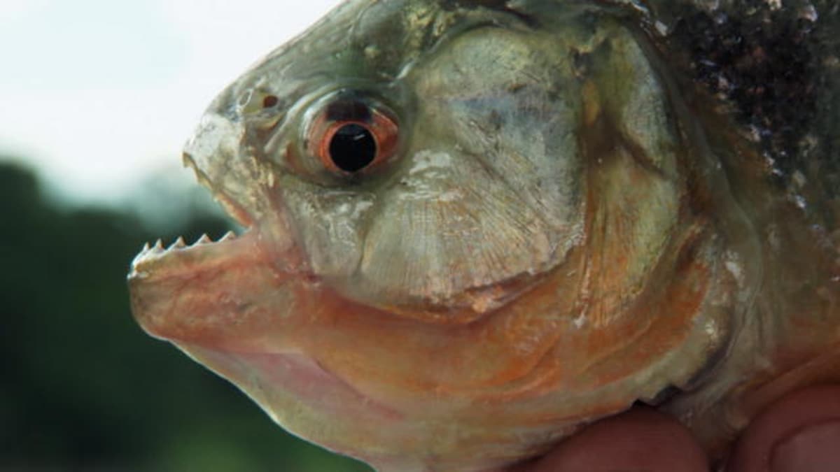 Kevlar Steel Human Flesh Things Piranha Teeth Can Bite Through River Monsters Animal Planet