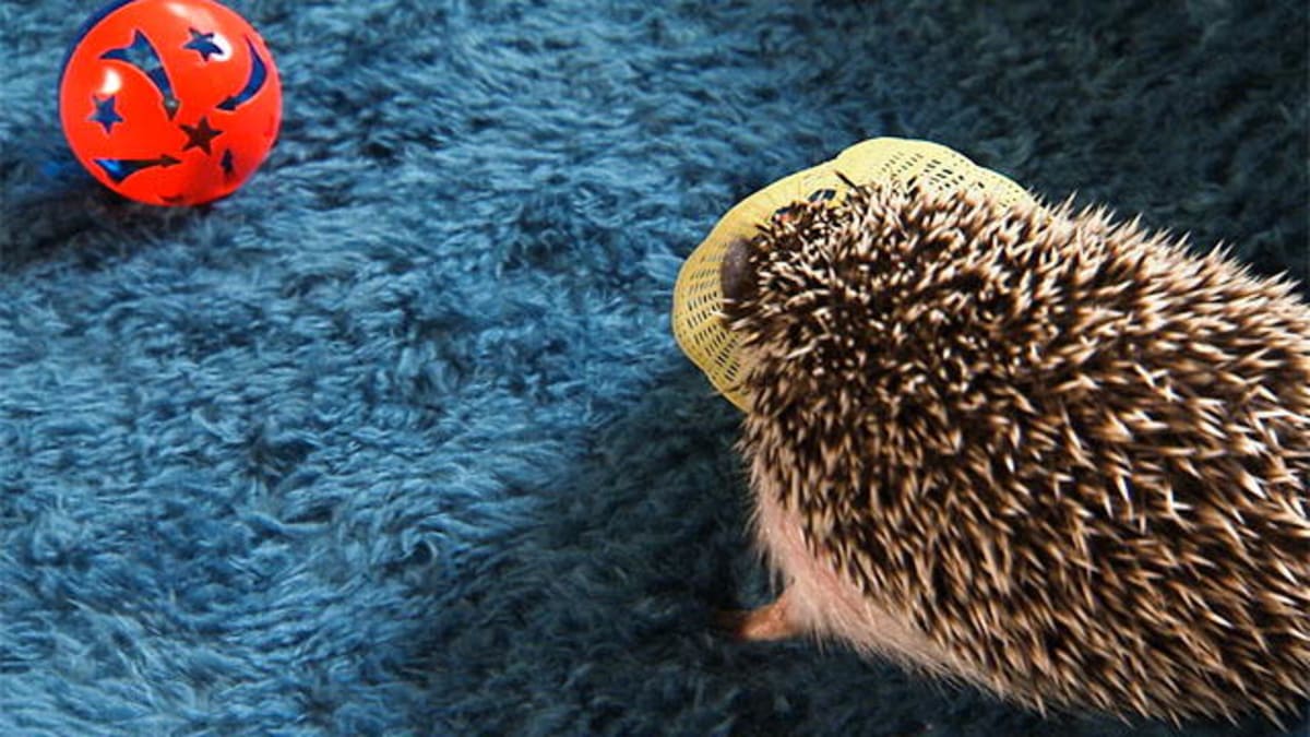 Hedgehogs Go Tubing Too Cute Animal Planet