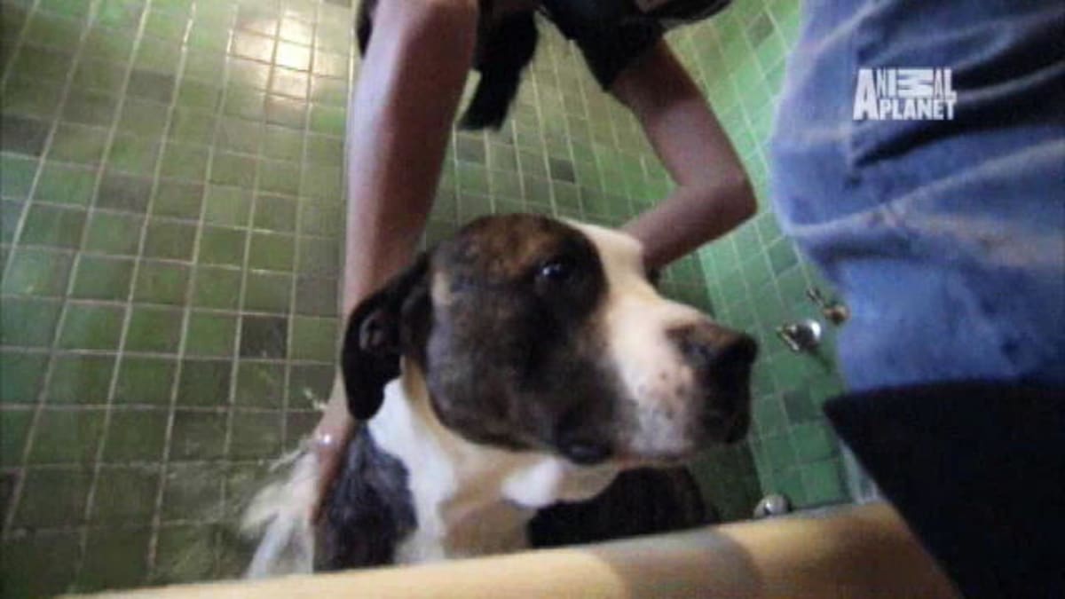 Animal Planet Pitbulls And Parolees