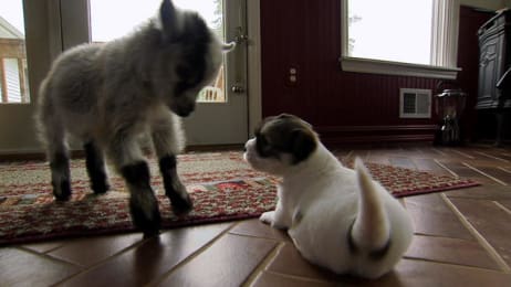 Puppies And Kittens Share Their Love Too Cute Animal Planet