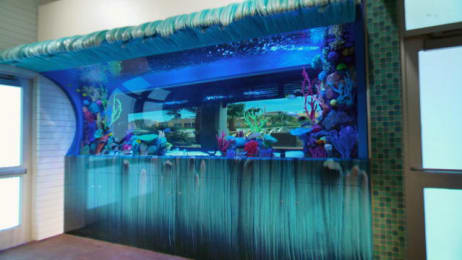 Reveal An Inside Outside Surf Themed Tank Tanked Animal