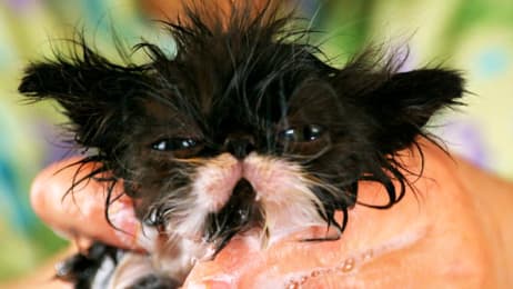 Play Time For Baby Kittens Too Cute Animal Planet