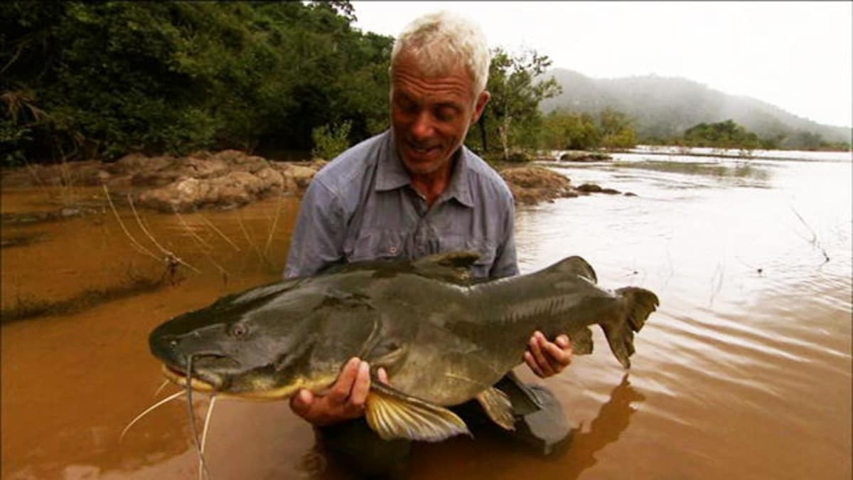 Muscular Amazon Catfish River Monsters Animal Planet