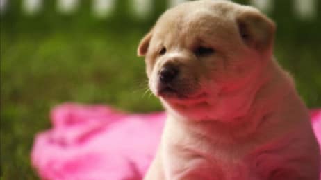 Neo Mastiff Puppies Play Hide And Seek From Dad Too Cute Animal Planet