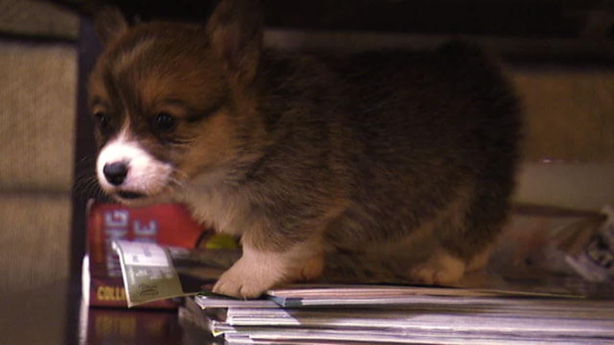 Short Legs No Problem Corgi Pups Learn To Climb Too Cute Animal Planet