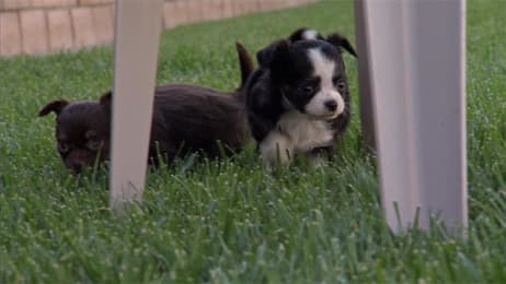 Short Legs No Problem Corgi Pups Learn To Climb Too Cute Animal Planet