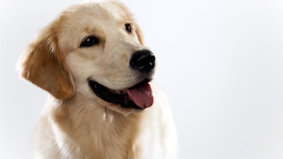 Golden Retriever Dogs 101 Animal Planet