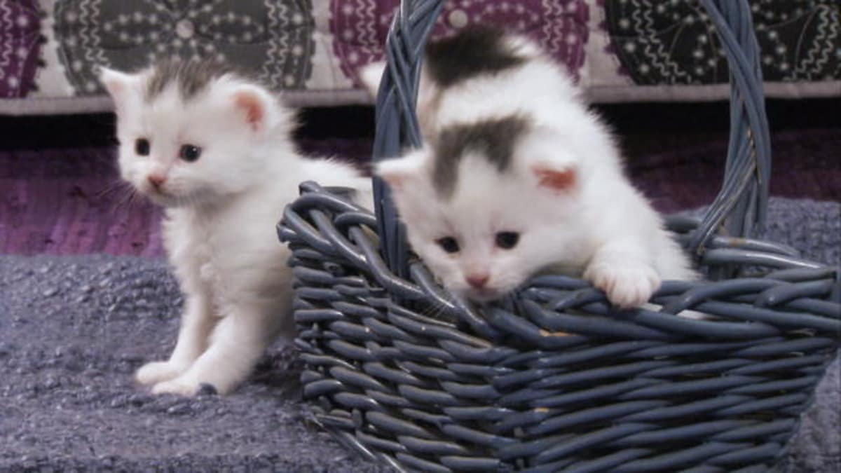 A Basket Full Of Kittens - Too Cute! | Animal Planet