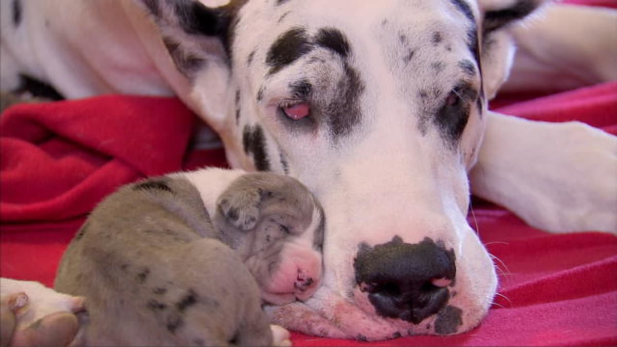 Tiny Great Danes Too Cute Animal Planet