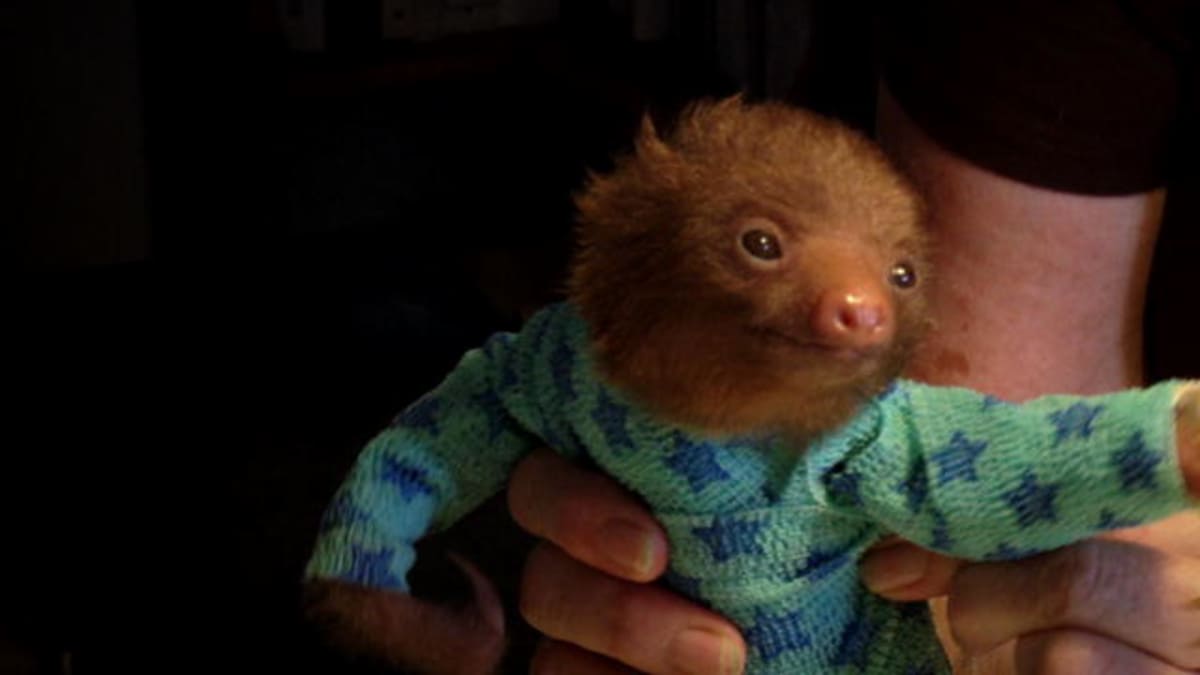 Baby Sloths Get Swaddled Too Cute