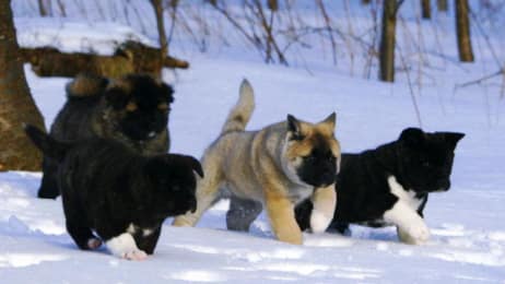 Short Legs No Problem Corgi Pups Learn To Climb Too Cute Animal Planet