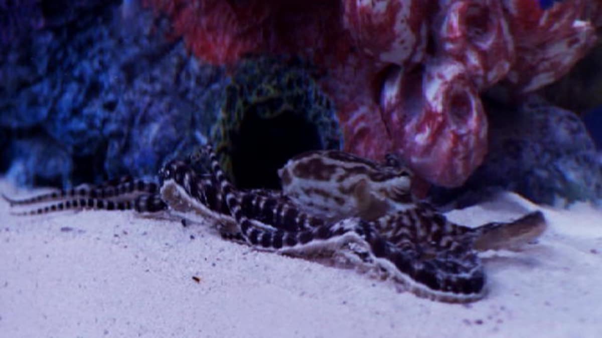 Reveal Wayde's Very Own Octopus Tank Tanked Animal