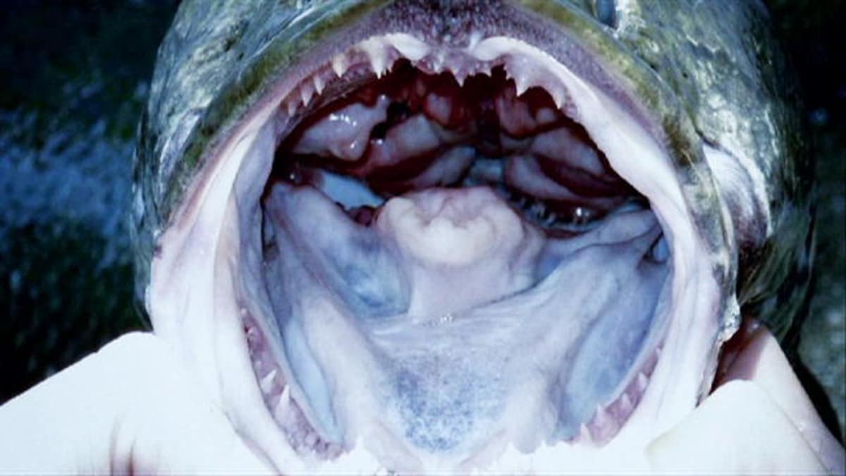 How to Catch a Snakehead River Monsters Animal