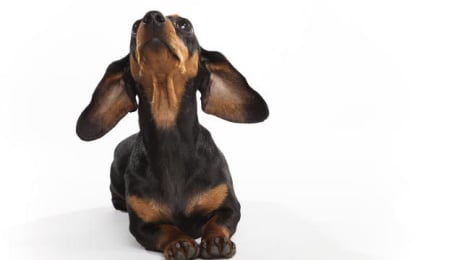 Leonberger Wikipedia