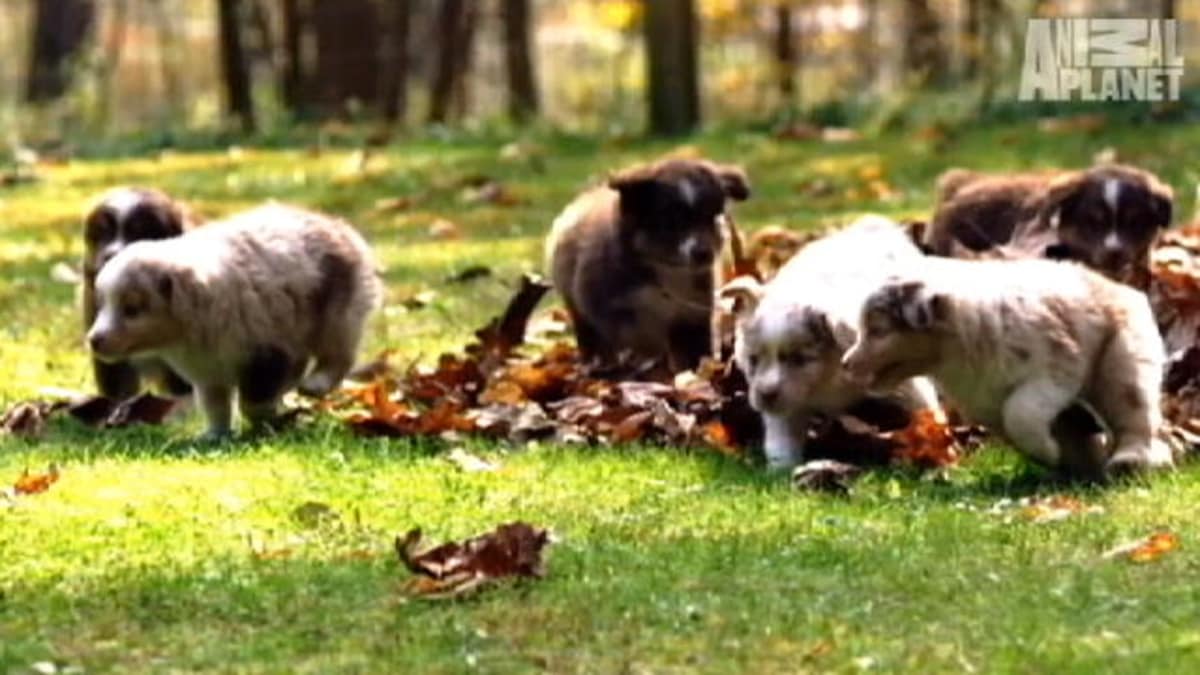 Mini Australian Shepherds Too Cute Animal Planet