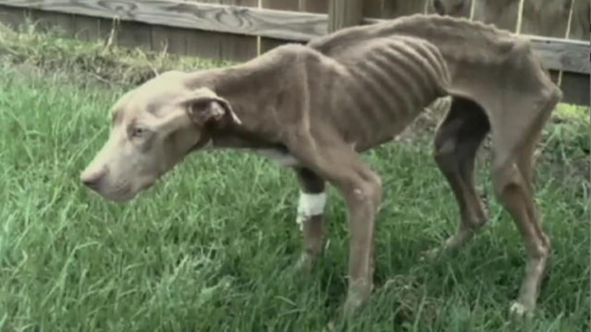 Animal Planet Pitbulls And Parolees
