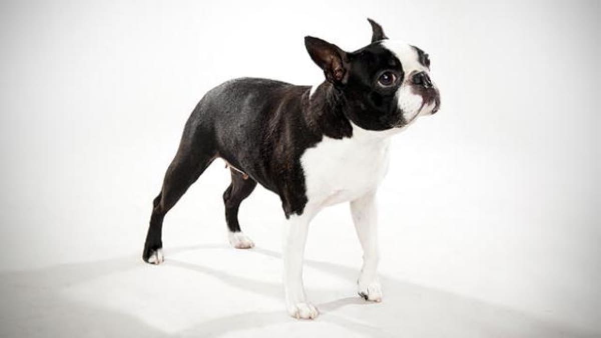 Boston Terrier - Dogs 101 | Animal Planet