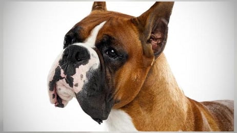 Bichon Frise - Dogs 101 | Animal Planet