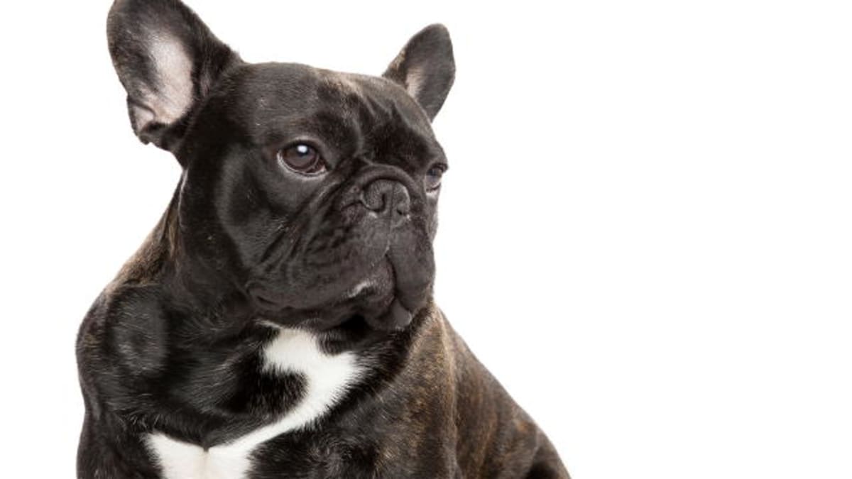 French Bulldog - Dogs 101 | Animal Planet