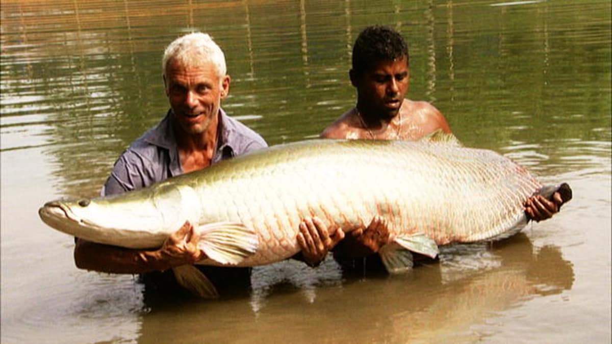 Battling An Arapaima River Monsters Animal Planet