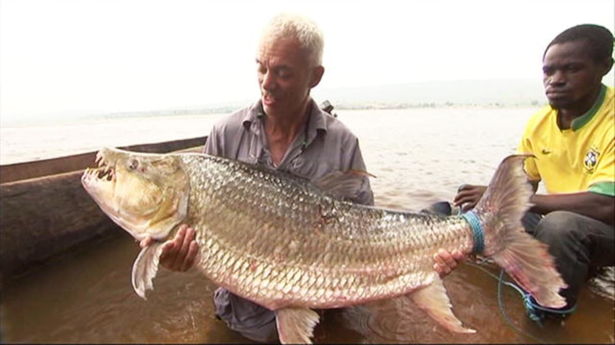 How to Catch a Goliath Tigerfish - River Monsters | Animal Planet