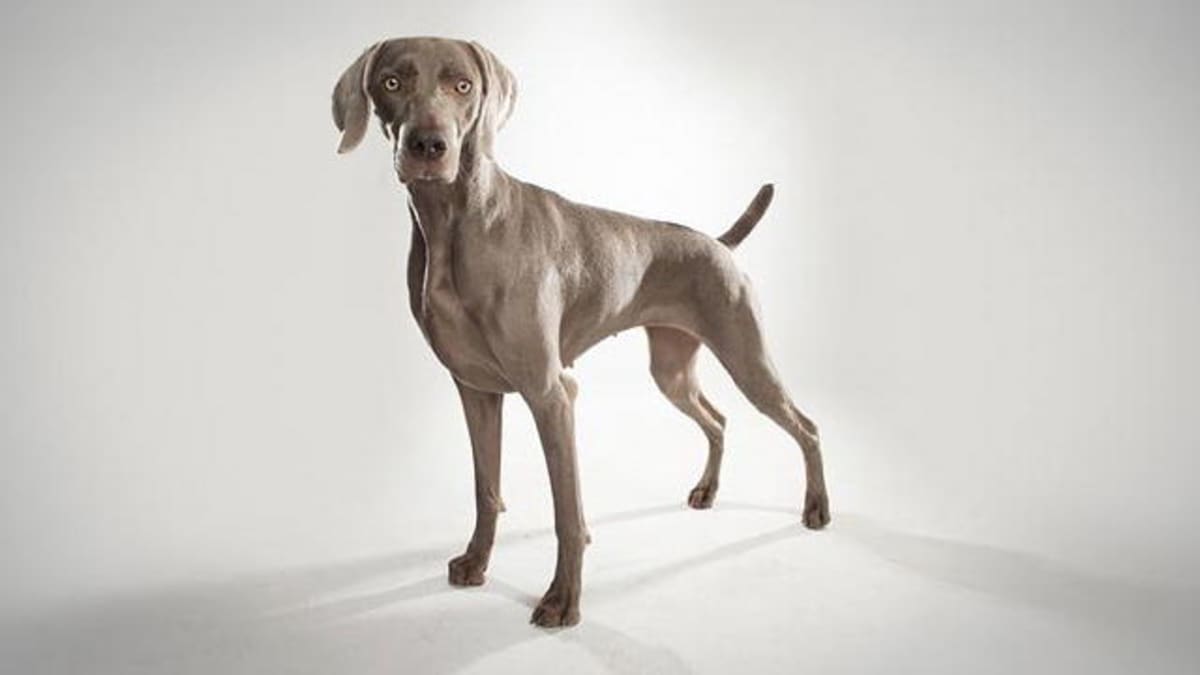 Weimaraner - Dogs 101 | Animal Planet