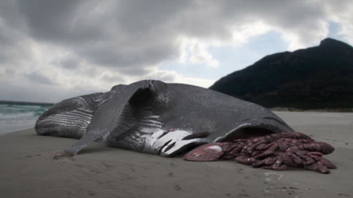 The Monster Shark Lives:Whale Attacked by Megalodon 