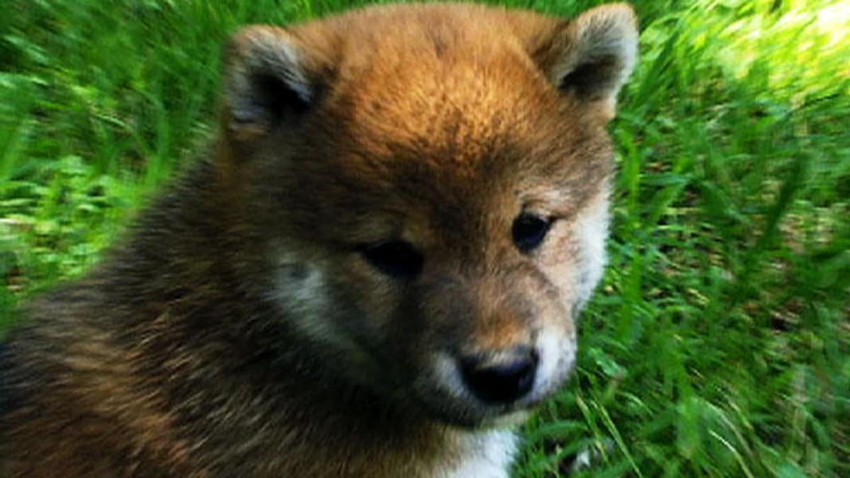 Shiba Inu - Dogs 101 | Animal Planet
