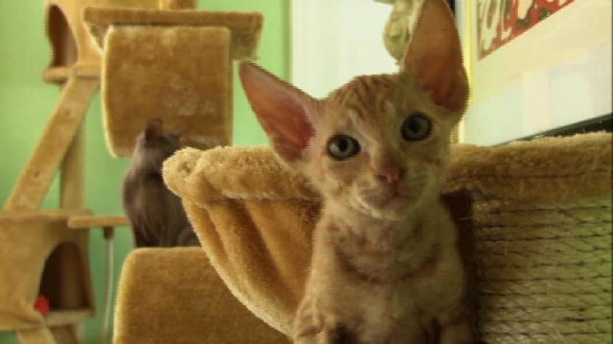 Peterbald Cats 101 Animal