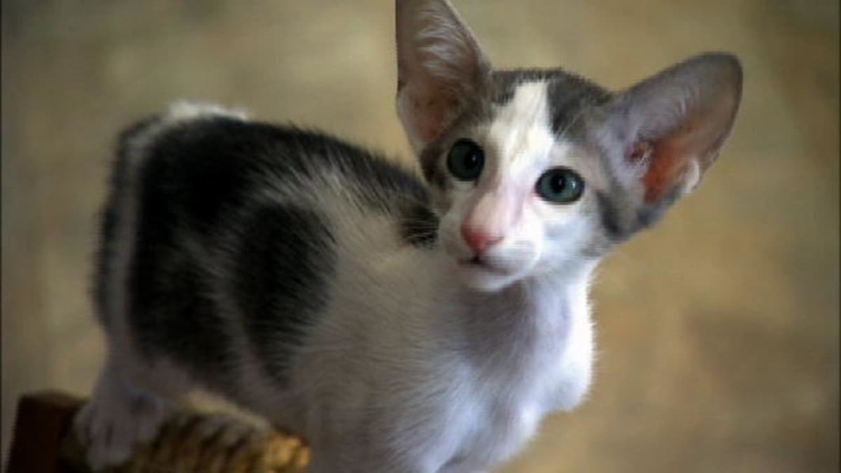 Oriental Bicolor Cats 101 Animal