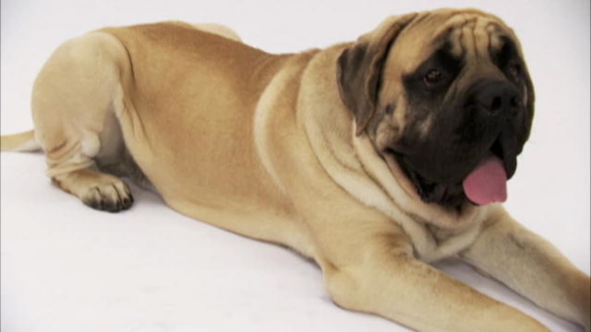 english mastiff stuffed animal