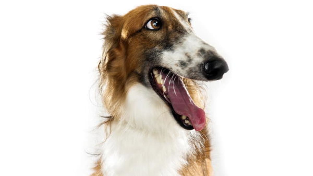 Borzoi - Dogs 101 | Animal Planet