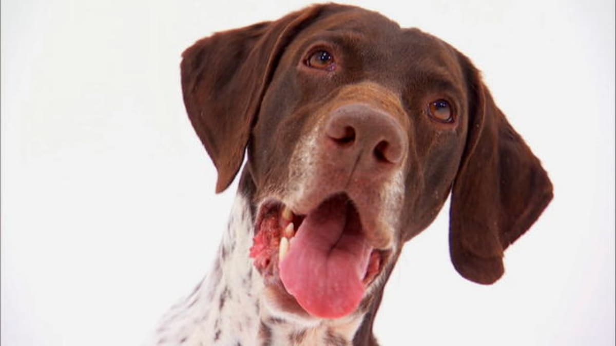 German Shorthaired Pointer Dogs 101 Animal