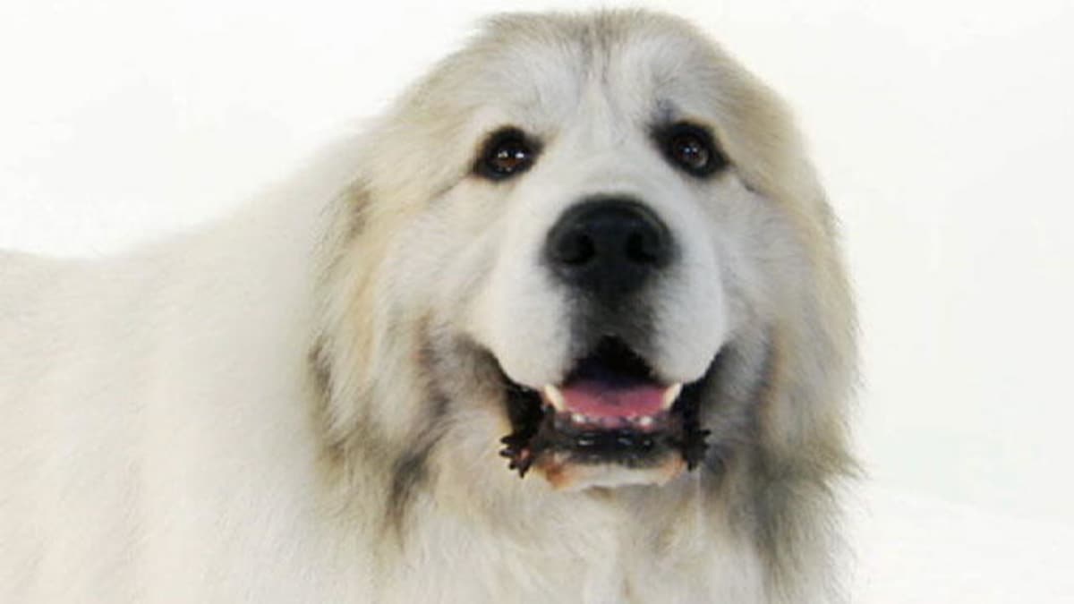 Great Pyrenees Dogs 101 Animal