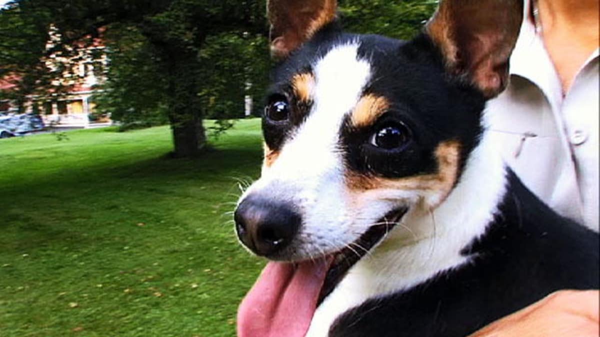 Rat Terrier - Dogs 101 | Animal Planet